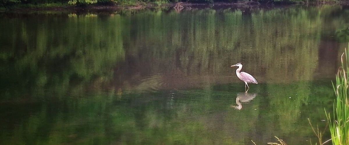 Before the mud run I seen this beautiful fella on his lonesome. Made a great shot. I wonder if he knows he's quite photogenic.