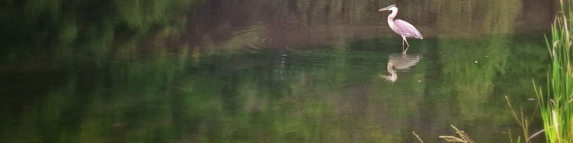 Before the mud run I seen this beautiful fella on his lonesome. Made a great shot. I wonder if he knows he's quite photogenic.