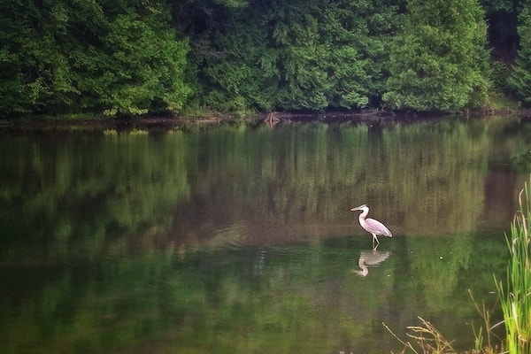 Before the mud run I seen this beautiful fella on his lonesome. Made a great shot. I wonder if he knows he's quite photogenic.