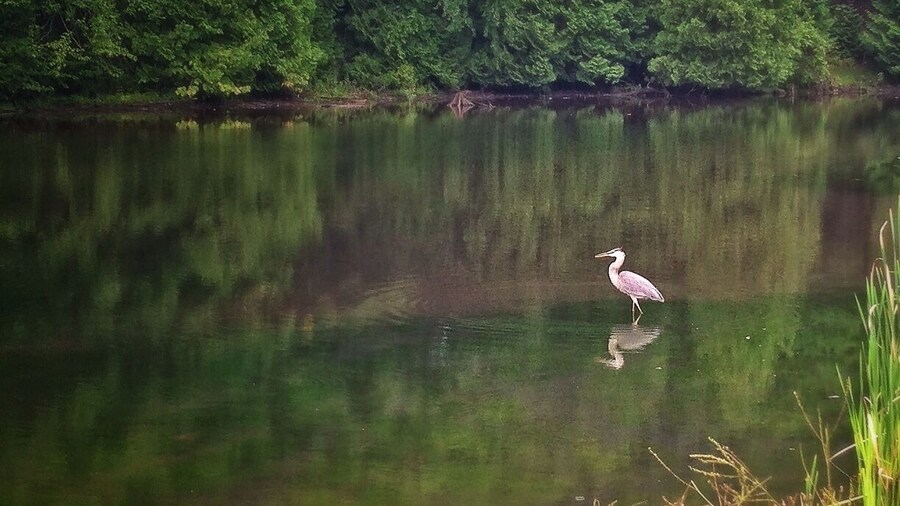 Before the mud run I seen this beautiful fella on his lonesome. Made a great shot. I wonder if he knows he's quite photogenic.