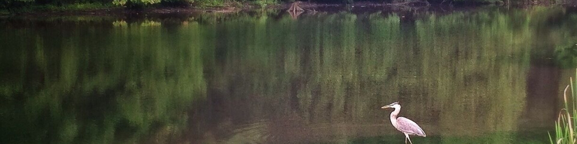 Before the mud run I seen this beautiful fella on his lonesome. Made a great shot. I wonder if he knows he's quite photogenic.