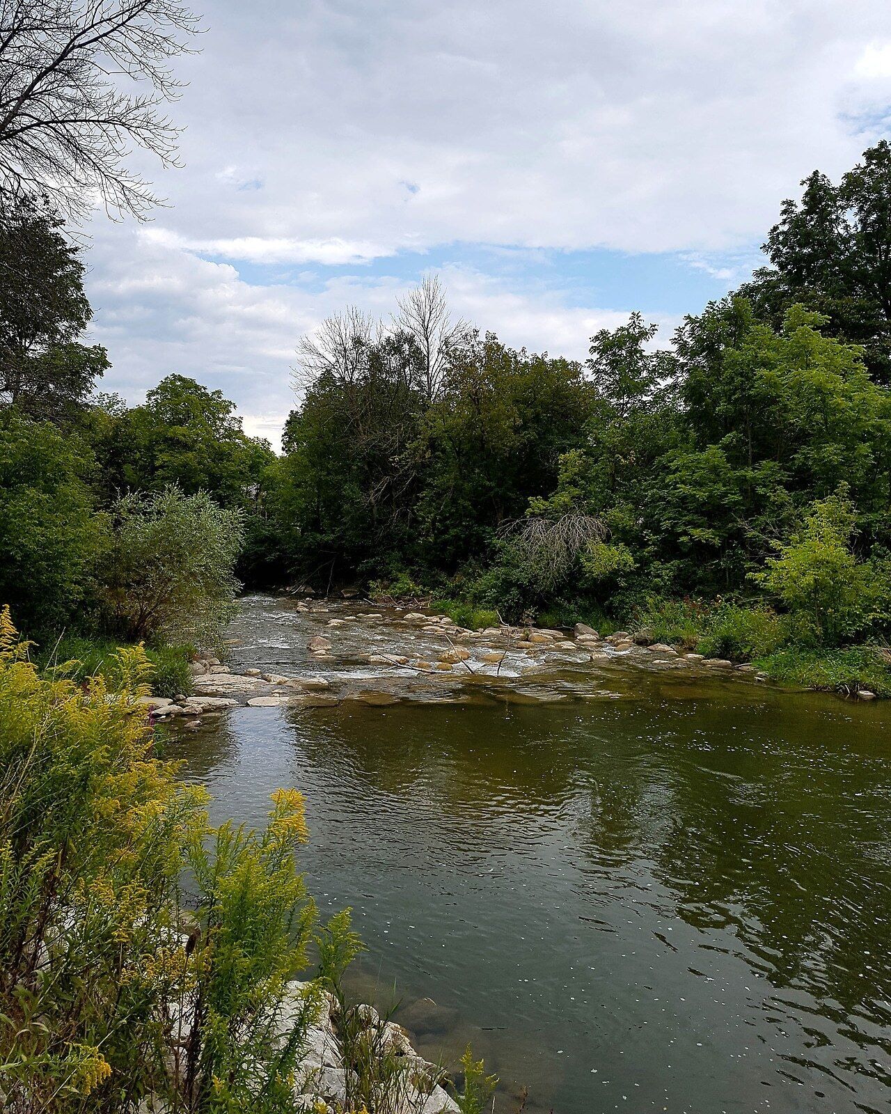 A river flowing through a forested area with rocks and trees.