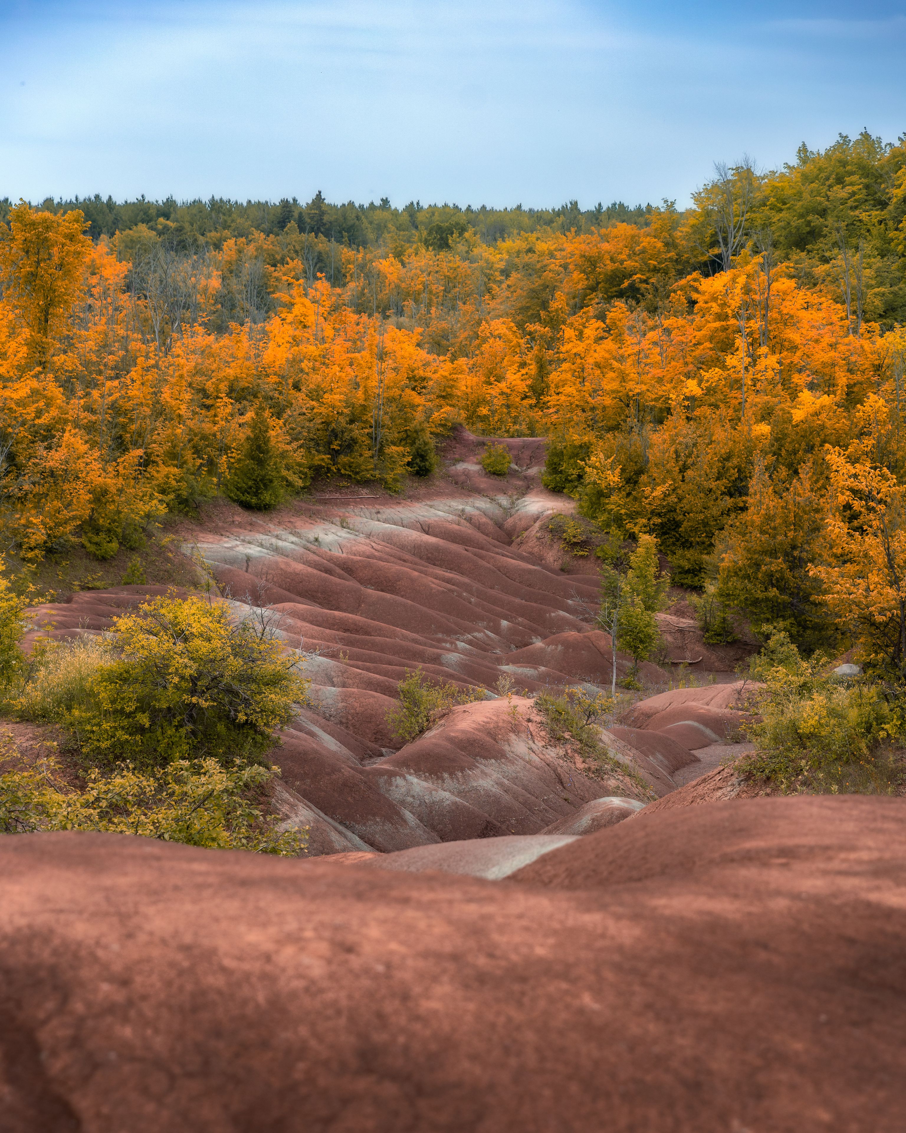 A landscape with terraced hills and a forest of autumn-colored trees.