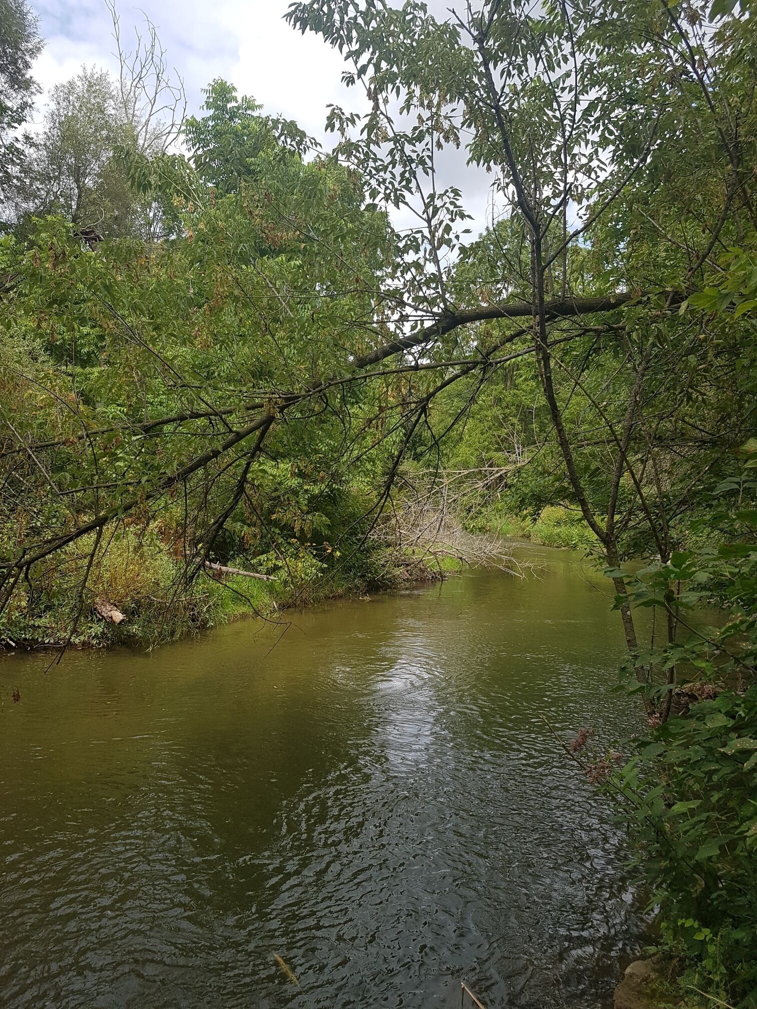 🌲🌲🌲 #nature #bolton #caledon #summer #canada #beautiful #pretty #river #creek #trees #beauty #forest #photooftheday #green #mothernature