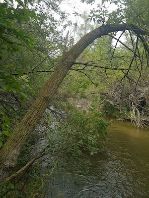 🌳 #nature #caledon #bolton #canada #naturephotography #beautiful #pretty #creek #forest #trees #beauty #photooftheday #green #mothernature