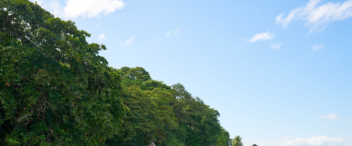 A beach with clear blue water, sandy shore, and dense green foliage.