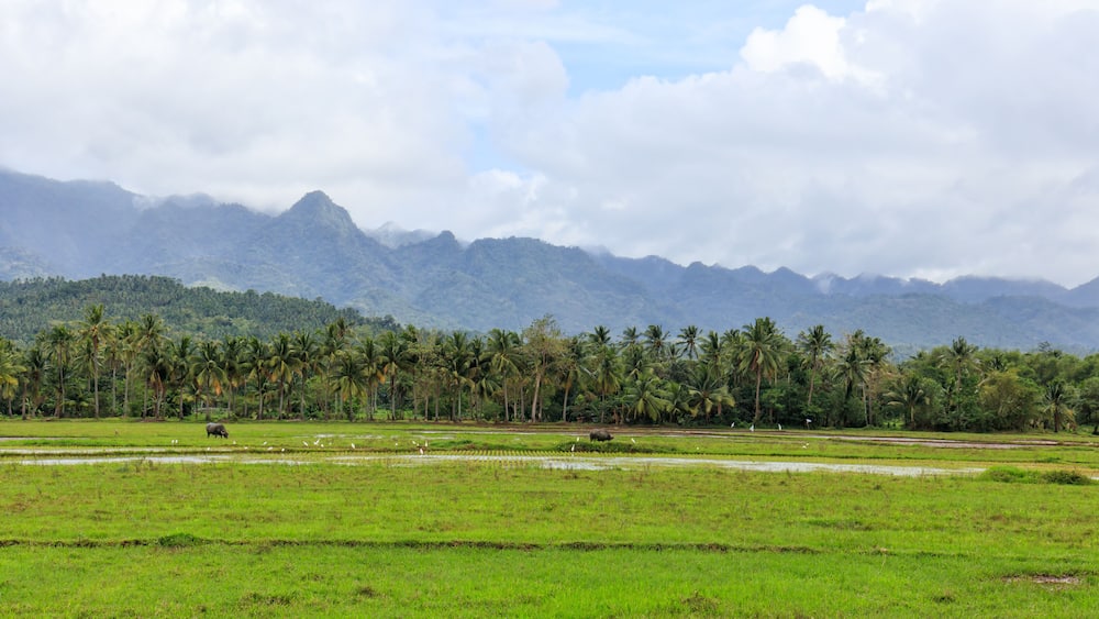 View of Coconut Trees and Mountains in Baybay City, Leyte, Philippines