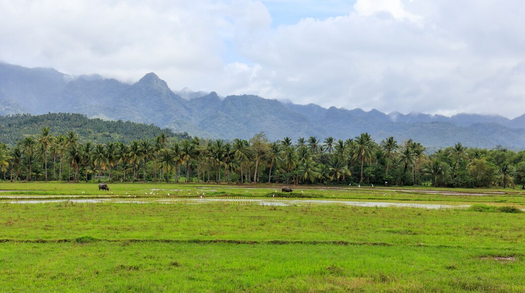 View of Coconut Trees and Mountains in Baybay City, Leyte, Philippines