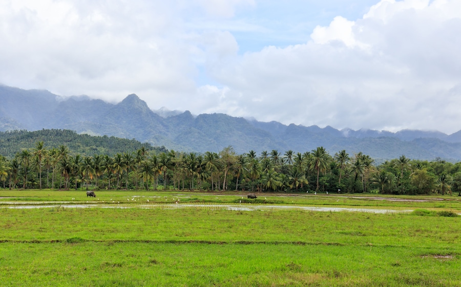 View of Coconut Trees and Mountains in Baybay City, Leyte, Philippines