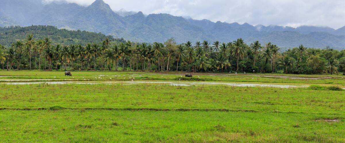 A lush green landscape with palm trees, a water buffalo, and a mountain range in the background.