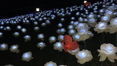 plastic butterly on top of one among the 16k lighted white rosea in
Baybay Leyte Philippines
#Red