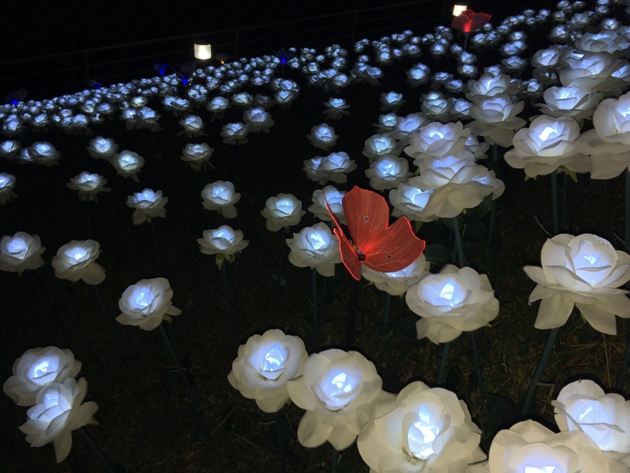 plastic butterly on top of one among the 16k lighted white rosea in 
Baybay Leyte Philippines
#Red