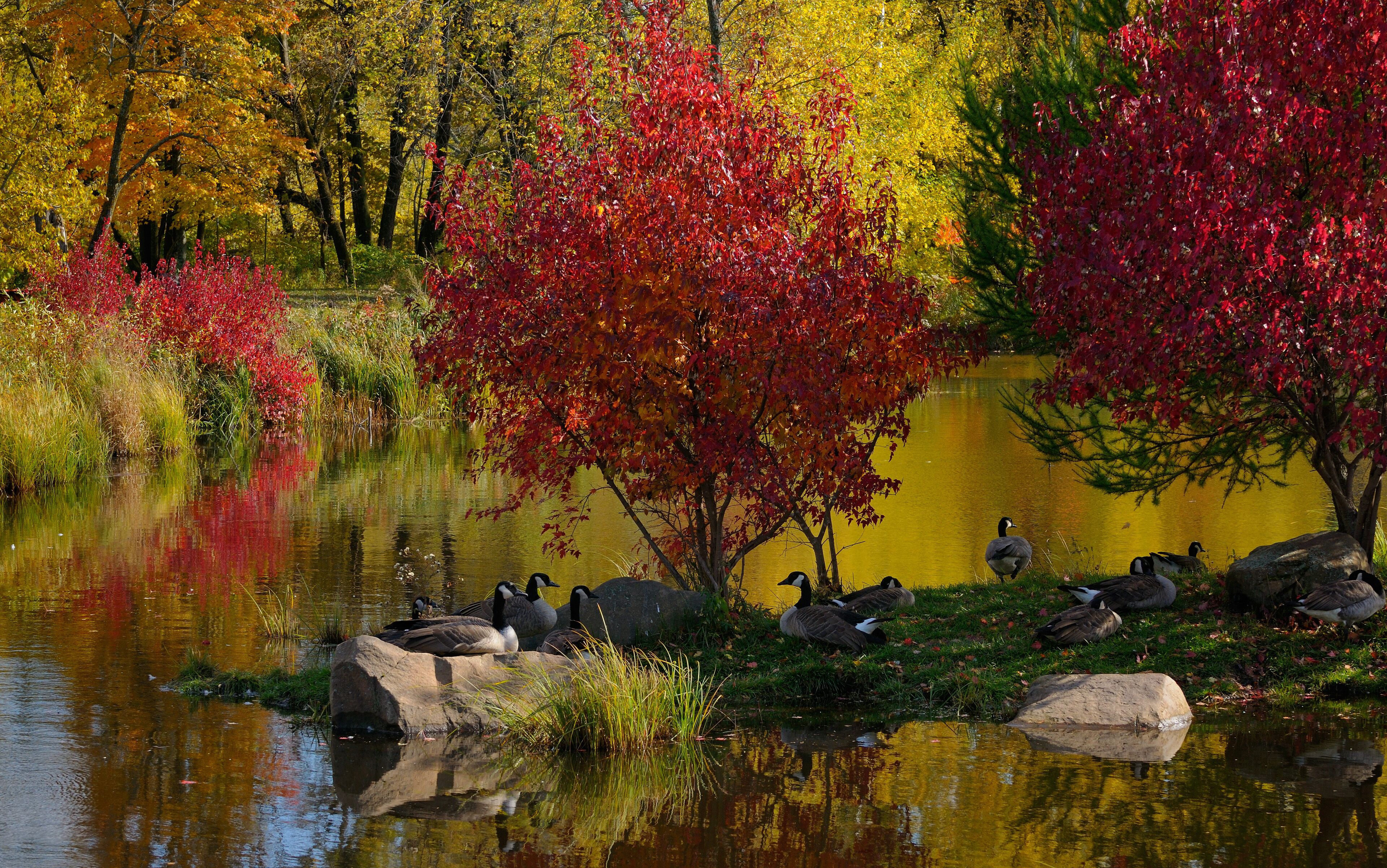 A group of Canada Geese resting on an island in a lake with red maple trees in the Fall