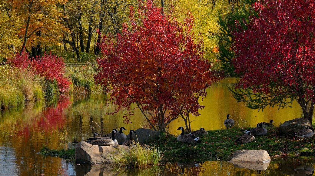 A group of Canada Geese resting on an island in a lake with red maple trees in the Fall