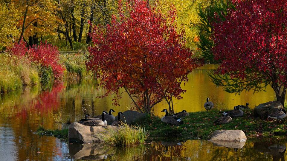 A pond surrounded by autumn trees with red leaves, ducks, and rocks.