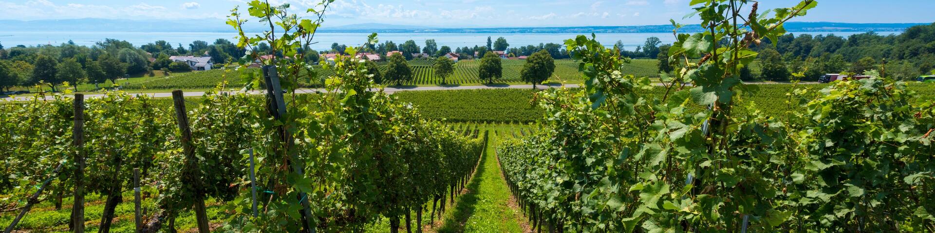 A zeppelin and vineyards near Immenstaad at Lake Constance - Immenstaad, Lake Constance, Baden-Wuerttemberg, Germany, Europe