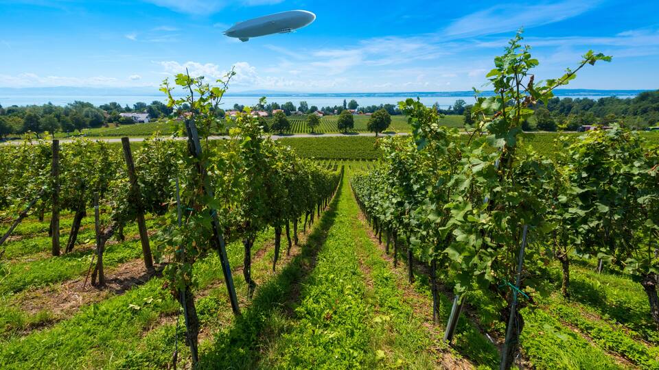 A vineyard with rows of grapevines and a blimp in the sky.