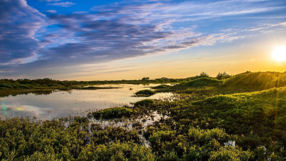 A sunset over a marshy landscape with water and dense vegetation.