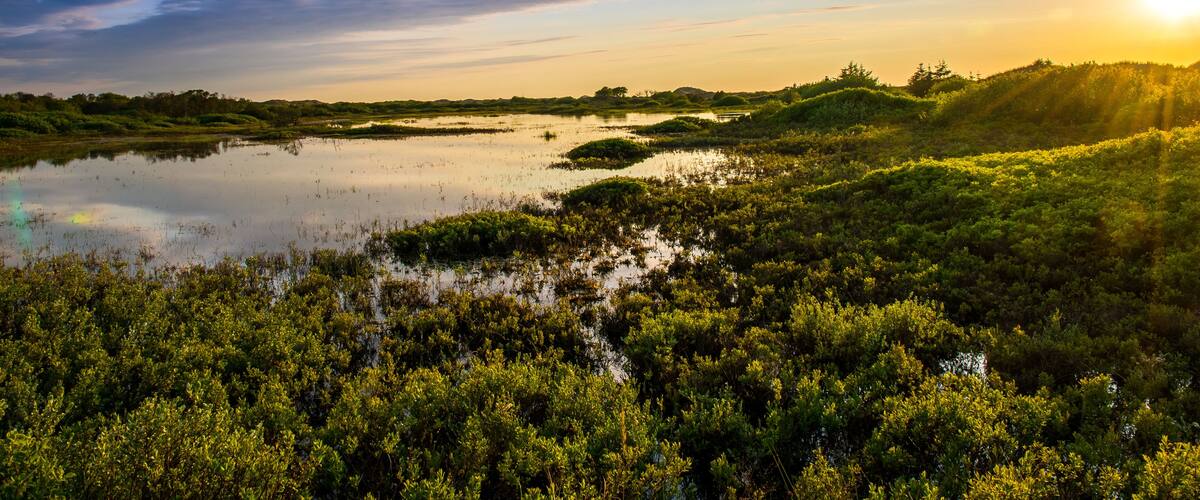 A sunset over a marshy landscape with water and dense vegetation.