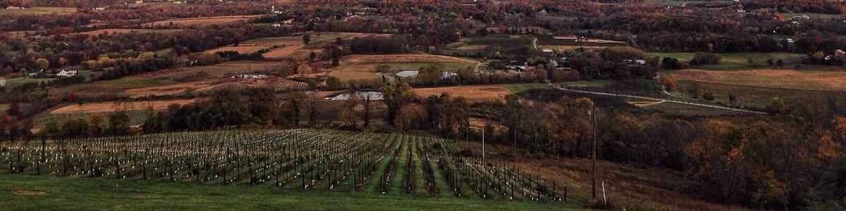 This is a new brewery in Bluemont VA but man do they have the million dollar view! This photo was taken from their patio area which overlooks Bluemont Vineyards (you can see the grape vines in the photo). You can also see Washington DC in the distance. #brewery #vineyard #thatviewthough #virginiainfall #shenandoahvalley #virginia