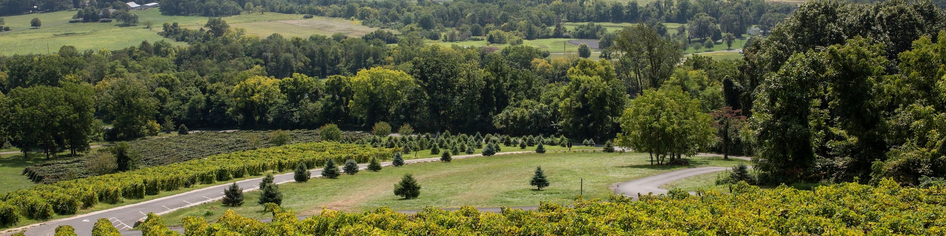 Vineyard views at Bluemont Vineyard in northern Virginia.