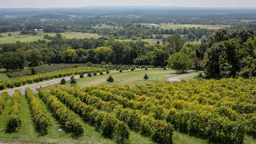 Vineyard views at Bluemont Vineyard in northern Virginia.