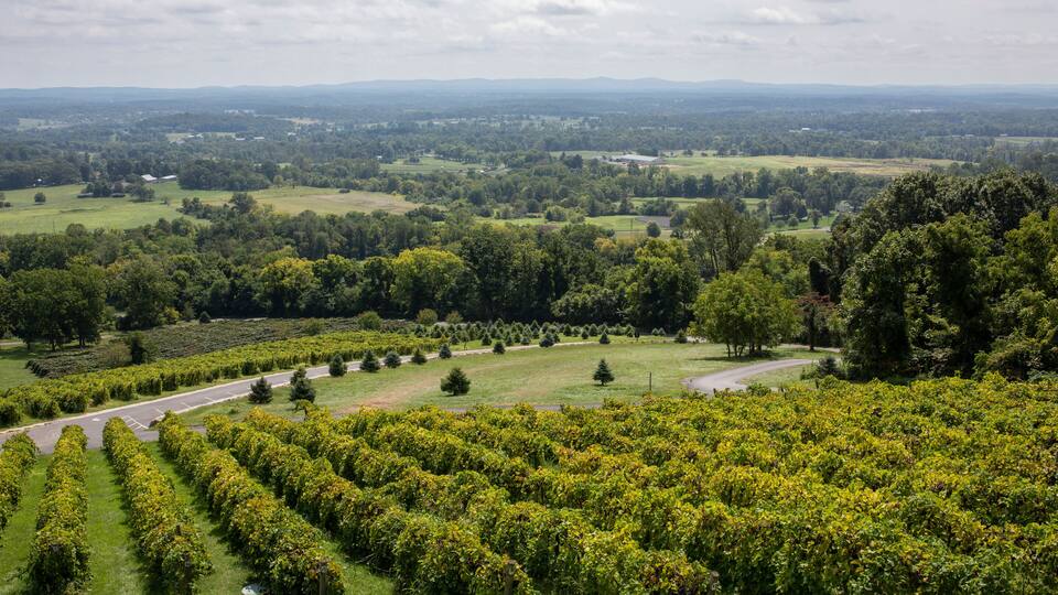 A vineyard with rows of grapevines, a winding road, and a distant view of rolling hills and a cloudy sky.