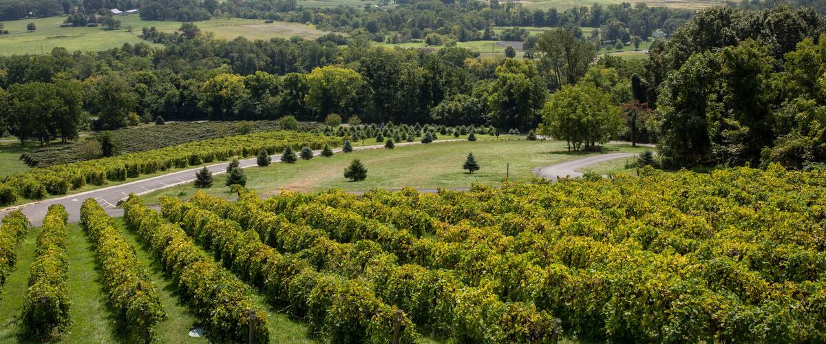 A vineyard with rows of grapevines, a winding road, and a distant view of rolling hills and a cloudy sky.
