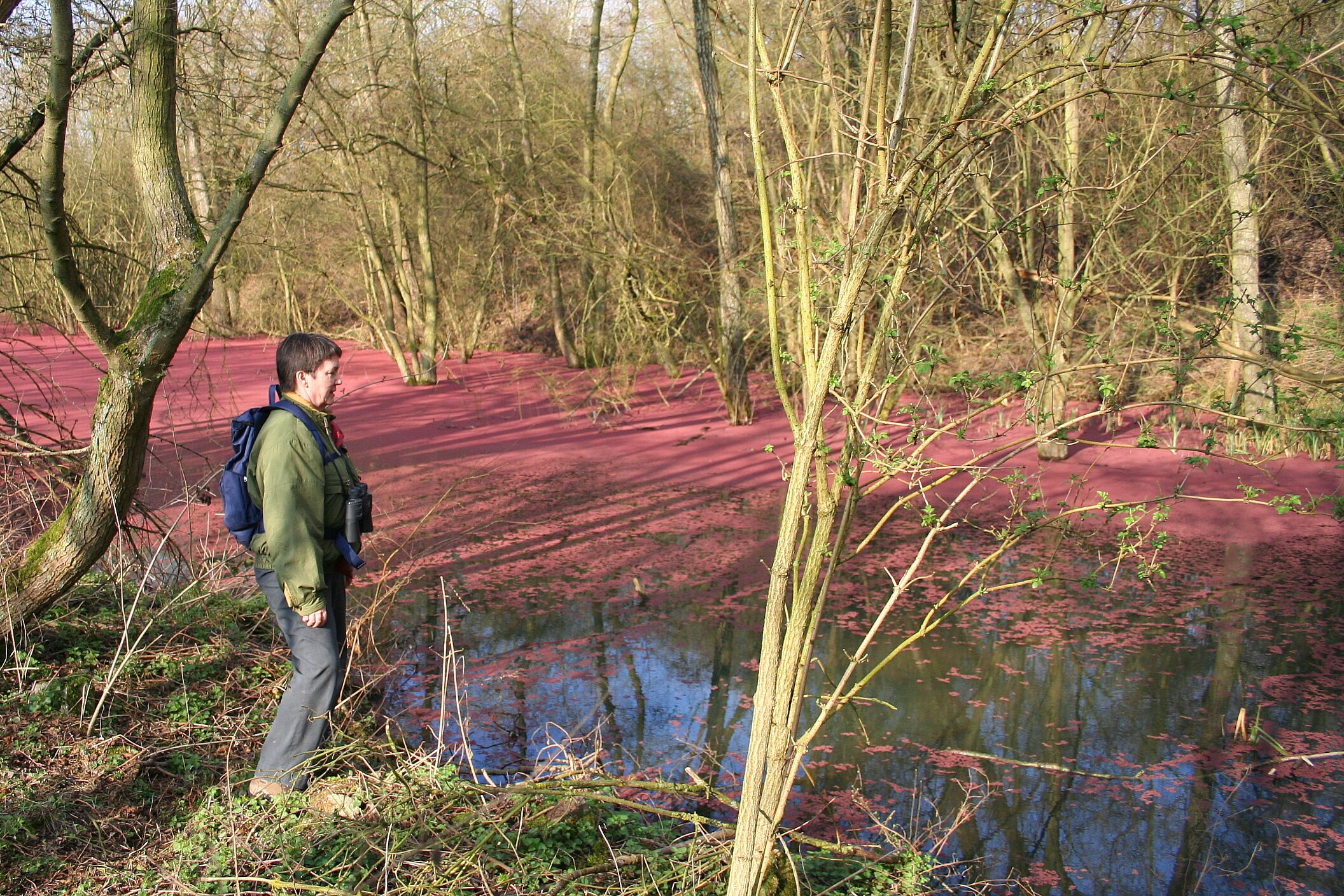 Harchies (Belgium), Chemin des Maillettes – Little pond in part covered by little parts of poplars male catkins.