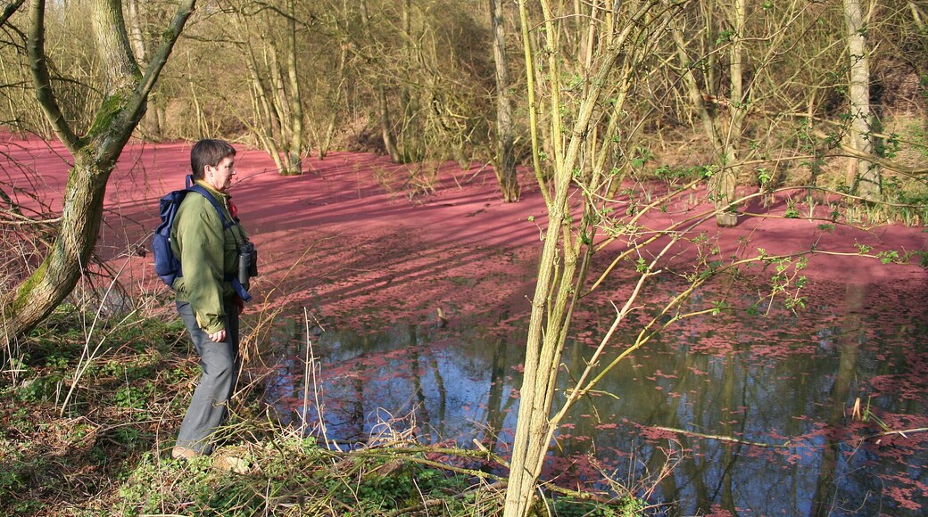 Harchies (Belgium), Chemin des Maillettes – Little pond in part covered by little parts of poplars male catkins.