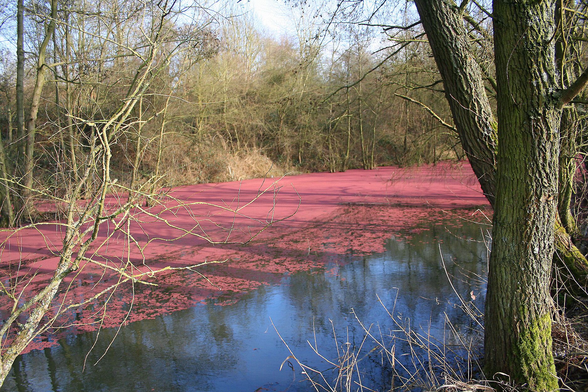 Harchies (Belgium), Chemin des Maillettes – Little pond in part covered by little parts of poplars male catkins.