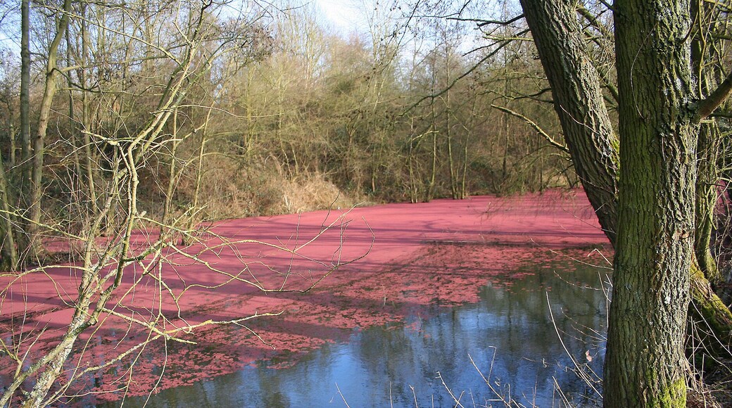 Harchies (Belgium), Chemin des Maillettes – Little pond in part covered by little parts of poplars male catkins.