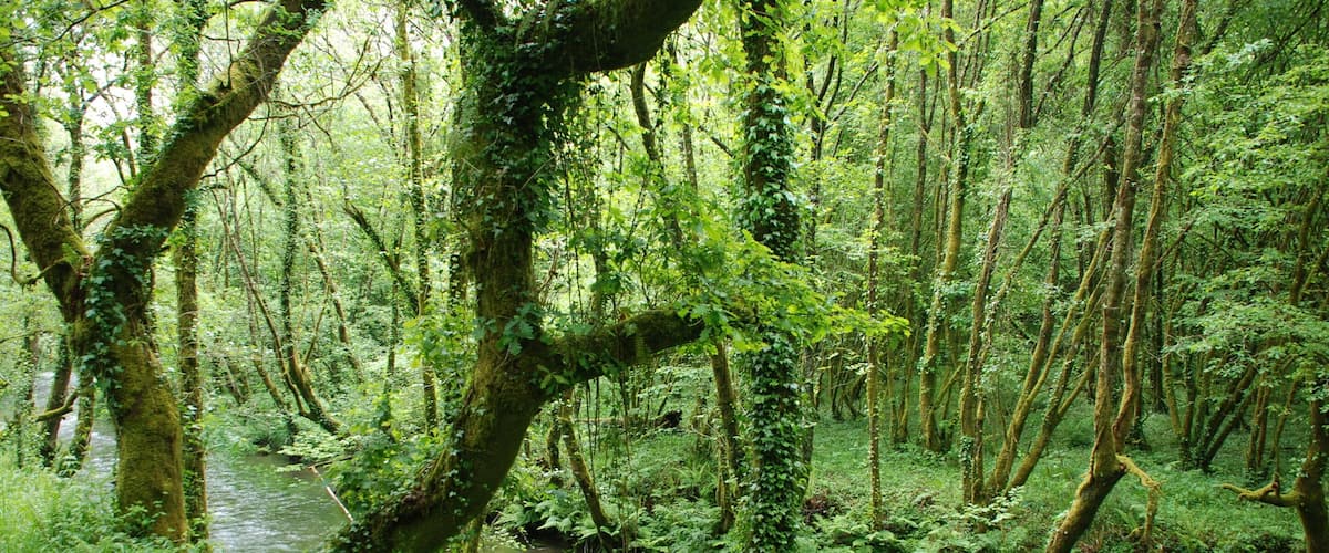 A forest with a stream and moss-covered trees.