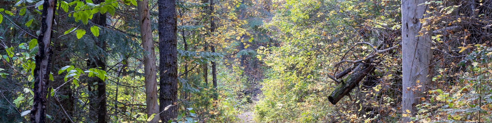 Pulaski Tunnel Trail
