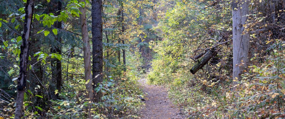 A forest trail surrounded by trees and foliage.