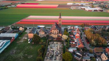 Aerial view of a historic church and cemetery surrounded by vibrant blooming tulip fields and village houses in De Zilk, Zuid-Holland, Netherlands.