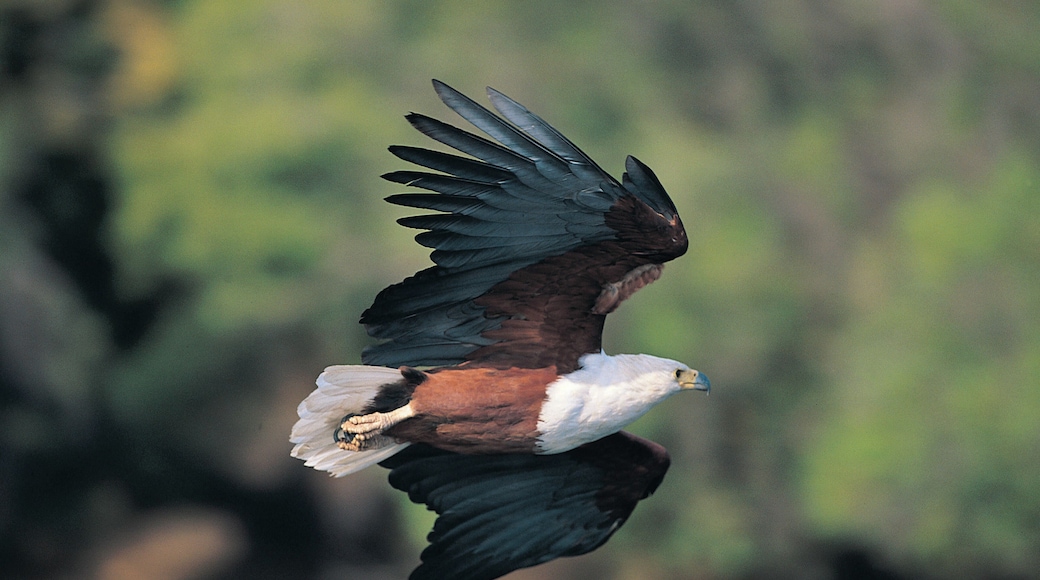 دلتا أوكافانجو