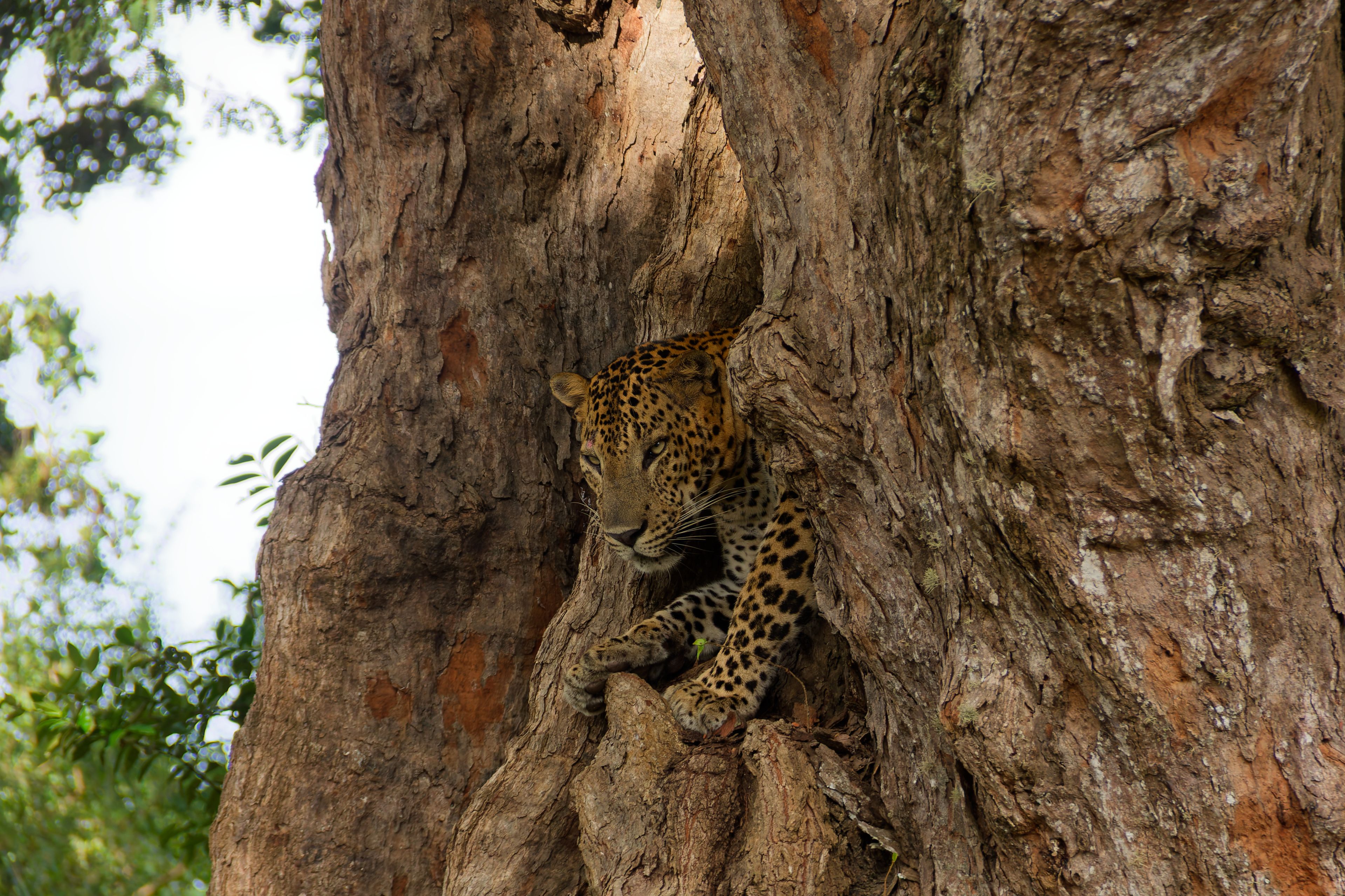 Sri Lankan Leopard Resting in a Hollow Tree in Kumana National Park