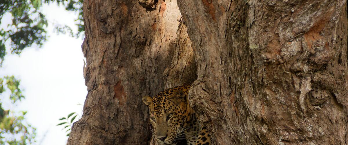 A leopard resting on a tree trunk.