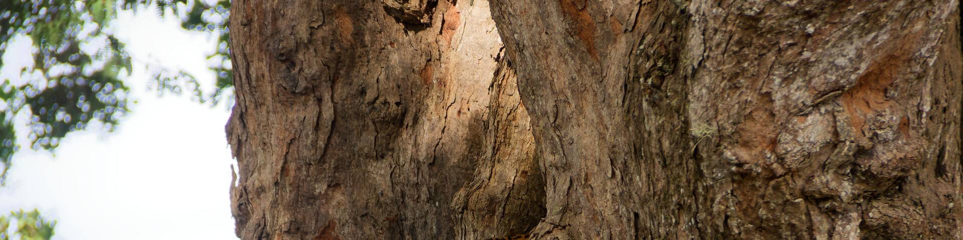 A leopard resting on a tree trunk.