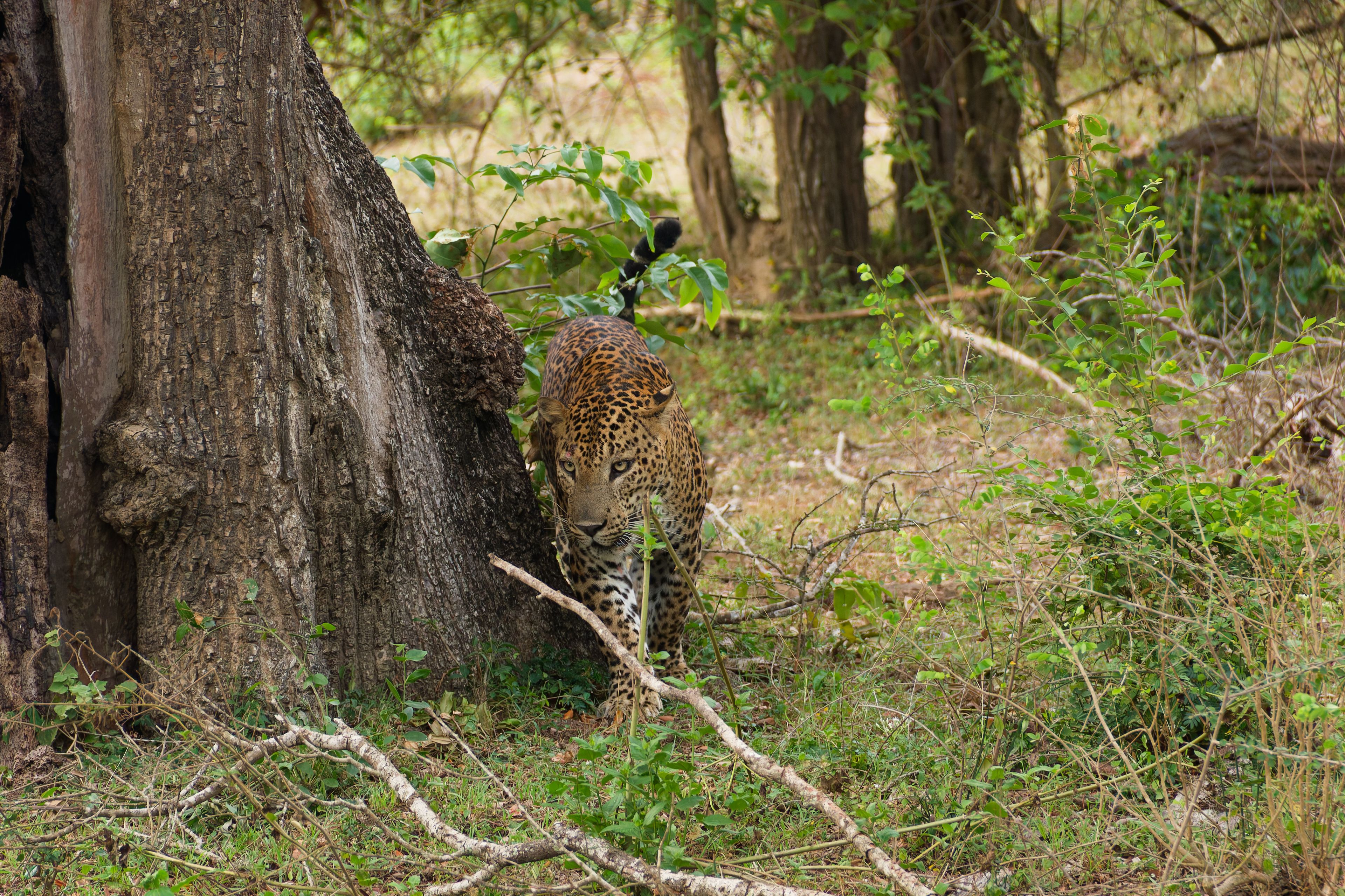 A leopard in a forested area with trees and underbrush.