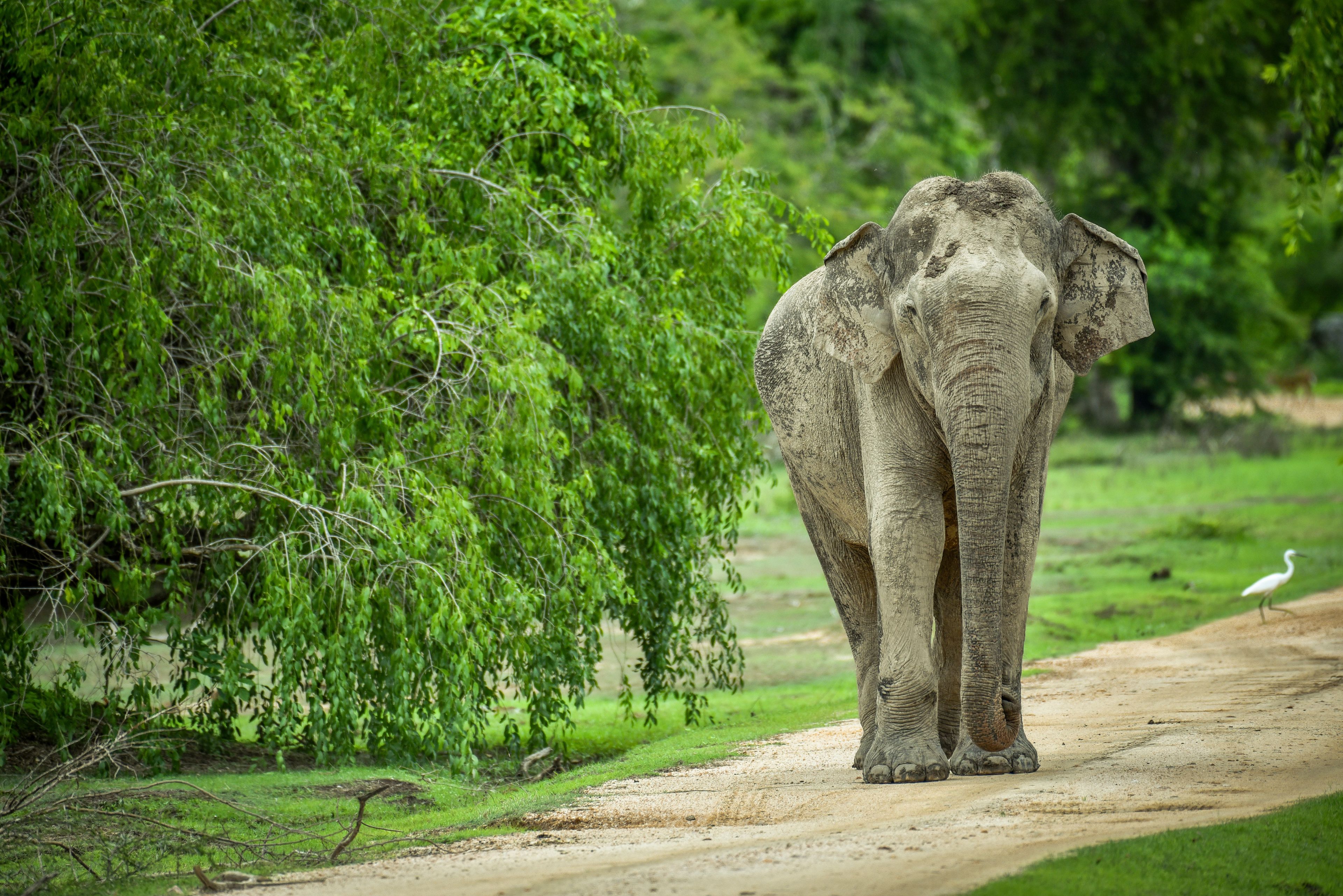 An elephant walking on a dirt path with lush green vegetation on the sides.