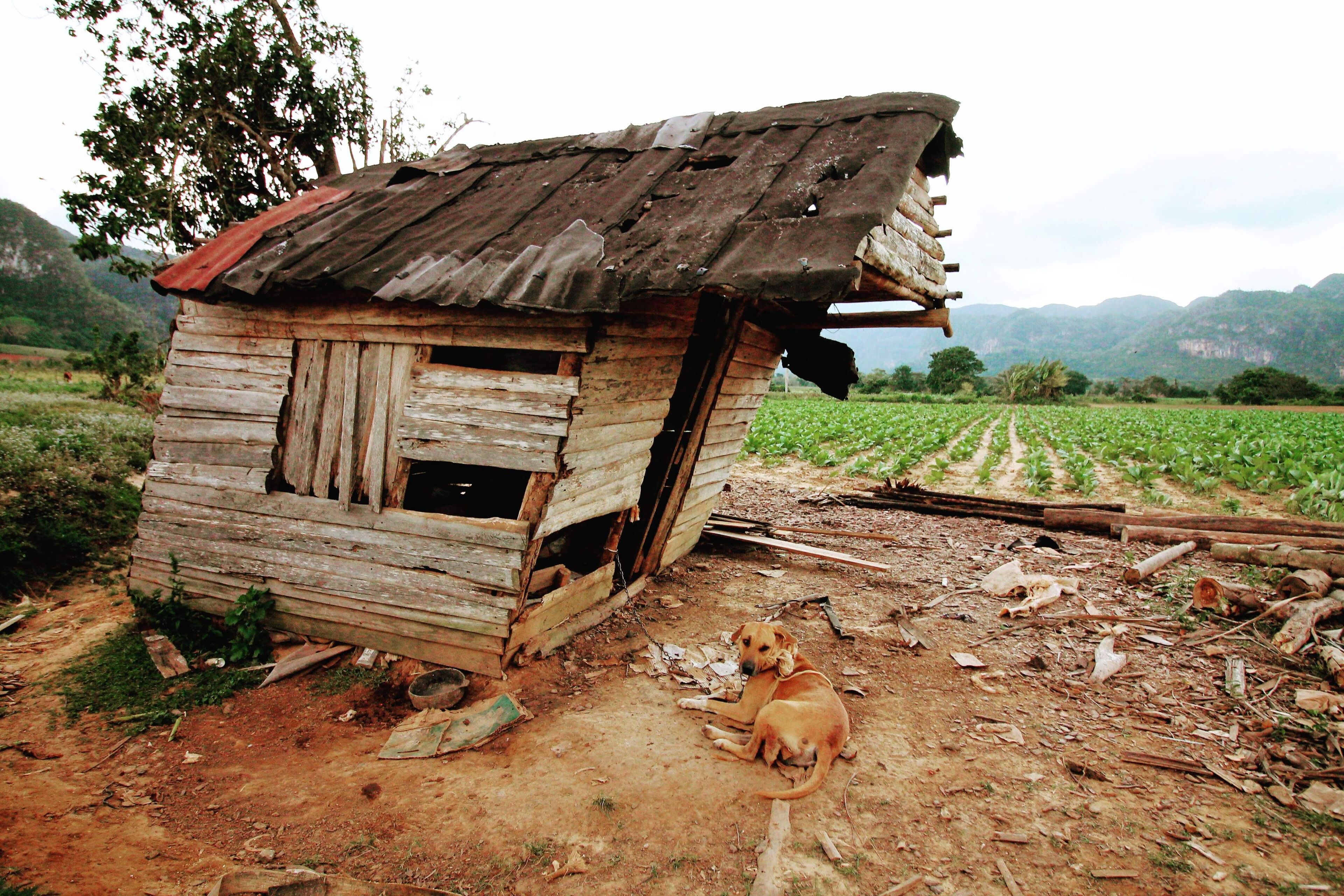 There were a number of dogs that followed us around in the valley. This one took a break from gnawing on something to look up at me.

#culture #culturephotocontest