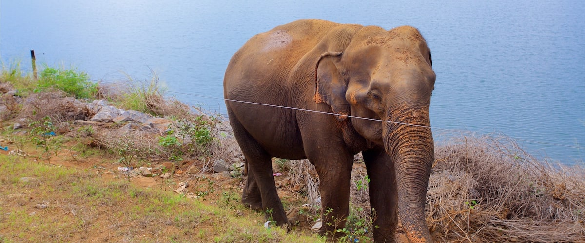 Udawalawe National Park qui includes animaux terrestres et vues littorales