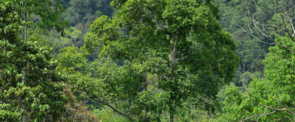 Elpitiya, Sri Lanka - March 14, 2019: People collecting the tea on the plantations near Andahelena Ella, Elpitiya Waterfall