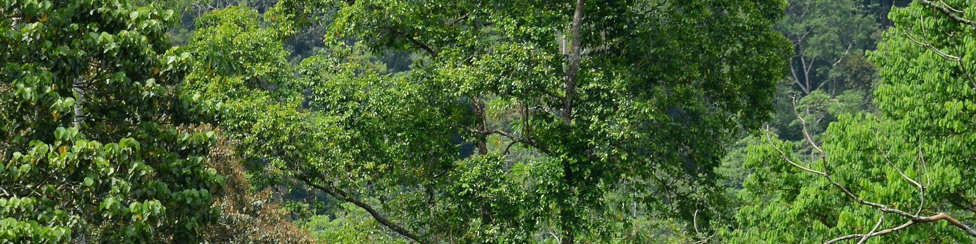Elpitiya, Sri Lanka - March 14, 2019: People collecting the tea on the plantations near Andahelena Ella, Elpitiya Waterfall
