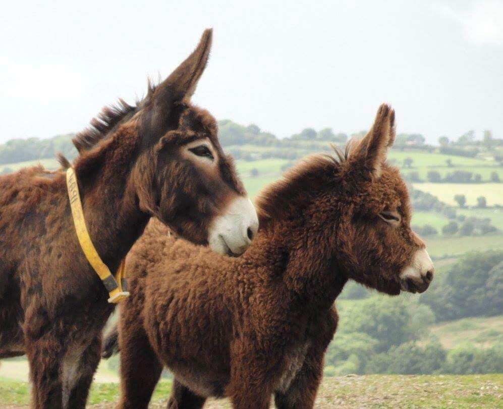 Great place to spend an afternoon. Wonderful care for so many donkeys