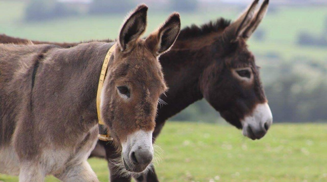 Such wonderful happy animals at the Donkeys Sanctuary