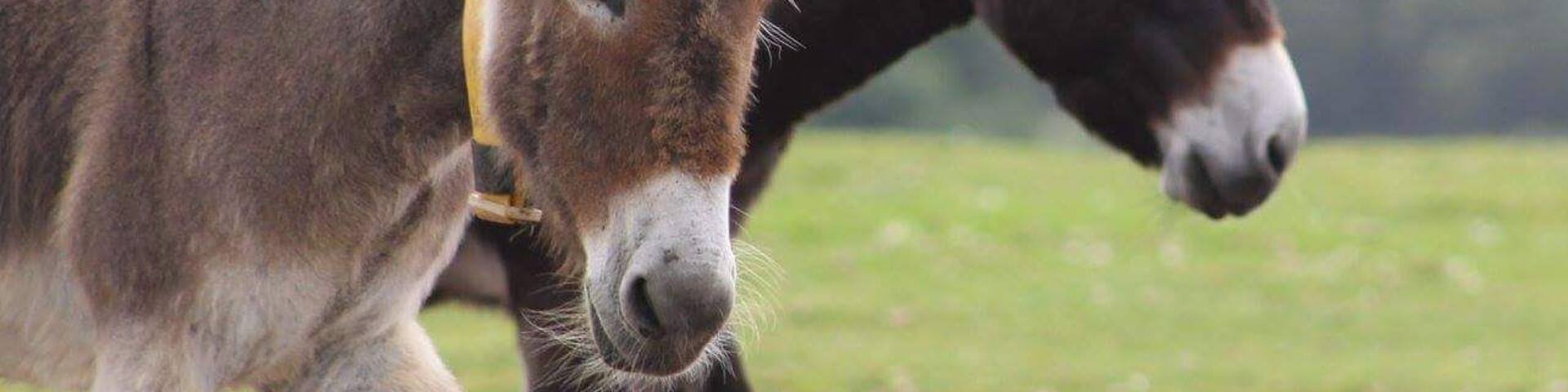 Such wonderful happy animals at the Donkeys Sanctuary