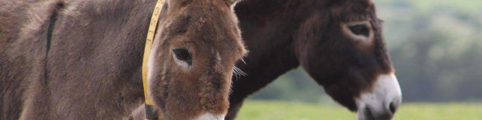 Such wonderful happy  animals at the Donkeys Sanctuary